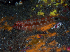 Fin-Spot Triplefin photo 5