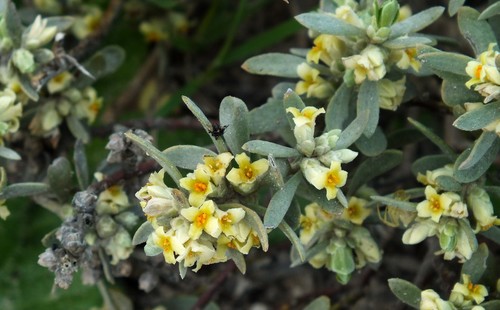 Thymelaea tartonraira subsp. transiens image