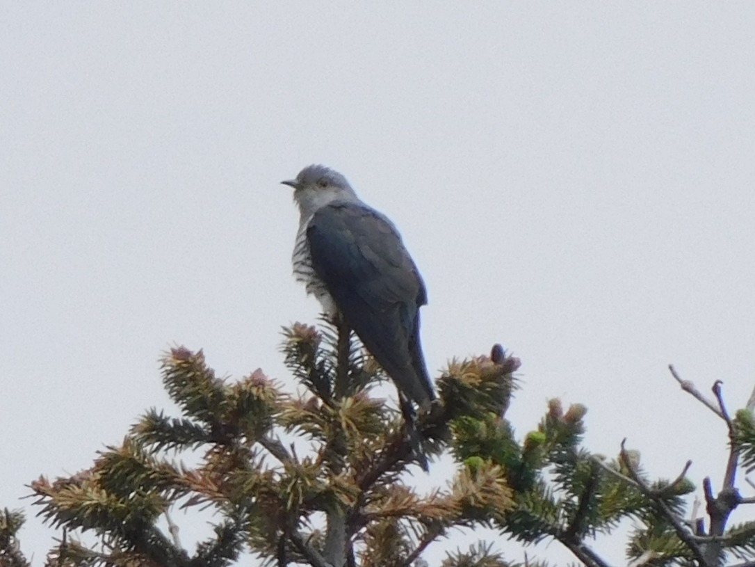 Lesser Cuckoo