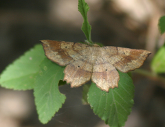Euchlaena deplanaria