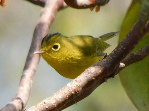 Whistler's Warbler (Phylloscopus whistleri), photo 9