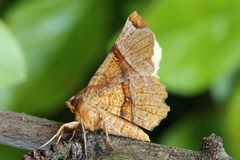 Selenia lunularia
