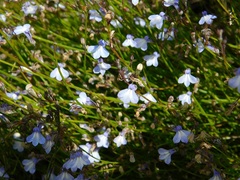 Lobelia setacea