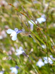 Lobelia setacea