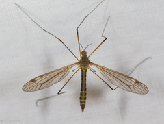 Tipula pierrei