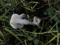 Cuphophyllus virgineus image