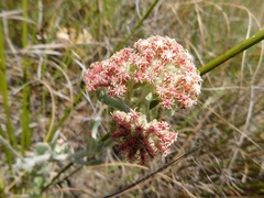 Helichrysum spiralepis