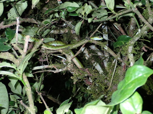 Photo of a Large-eyed Green Treesnake (Rhamnophis aethiopissa)