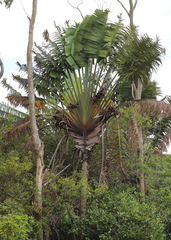 Ravenala
