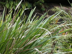 Lomandra hystrix