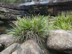 Lomandra hystrix