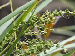 Lomandra hystrix