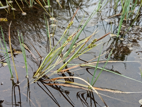 livid sedge (Carex livida)