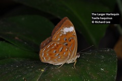Taxila haquinus