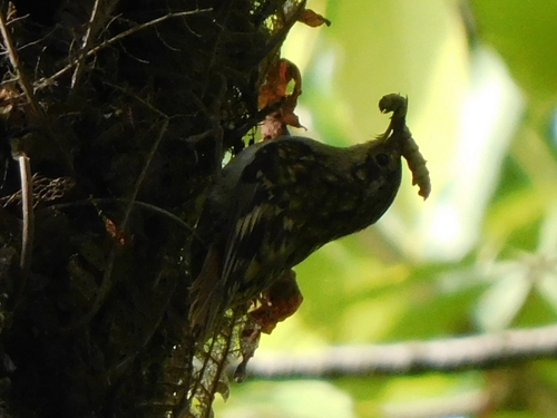 Sikkim Treecreeper (Certhia discolor), photo 9