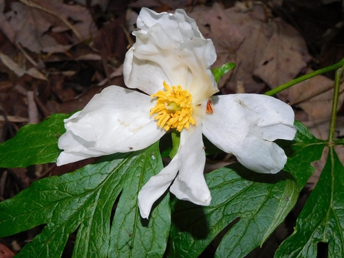 Paeonia emodi, photograph 6