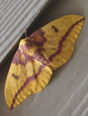 Eacles imperialis imperialis