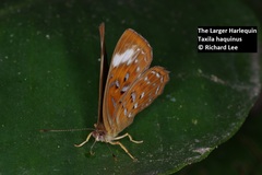 Taxila haquinus