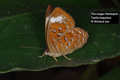 Taxila haquinus