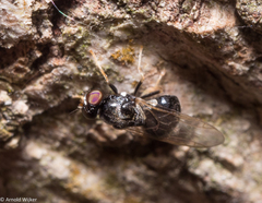 Neopachygaster meromelas