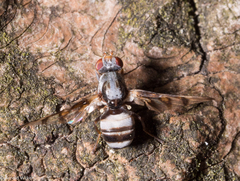 Myennis octopunctata