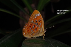 Taxila haquinus