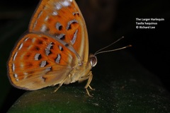 Taxila haquinus