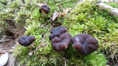 Gyromitra sphaerospora