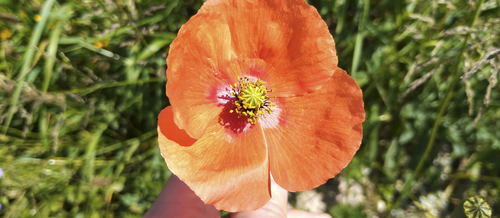 Papaver lecoqii (Papaver lecoqii)
