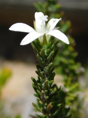 Roella spicata