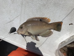 Choerodon schoenleinii