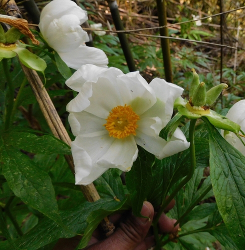 Paeonia emodi, photograph 5