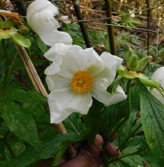 (c) Jagdish Singh Negi, some rights reserved (CC BY) Paeonia emodi, photograph (c) Jagdish Singh Negi, some rights reserved (CC BY)