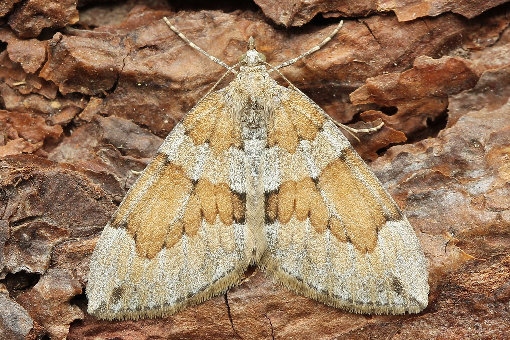 Grey Pine Carpet