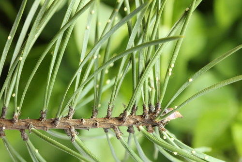 Grey Pine Carpet, photo 5 of 9