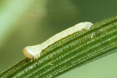 Grey Pine Carpet, photo 7 of 9