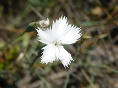 Dianthus thunbergii