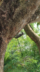 Yungipicus moluccensis