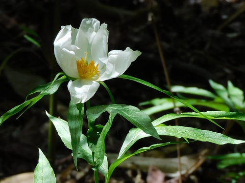 Paeonia emodi, photograph 4