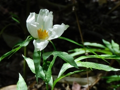 (c) Jagdish Singh Negi, some rights reserved (CC BY) Paeonia emodi, photograph (c) Jagdish Singh Negi, some rights reserved (CC BY)