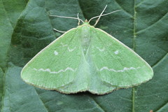 Thetidia smaragdaria