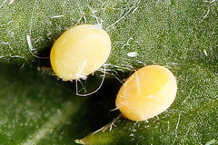 Thetidia smaragdaria