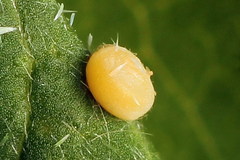 Thetidia smaragdaria