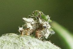 Thetidia smaragdaria