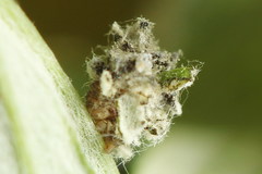 Thetidia smaragdaria