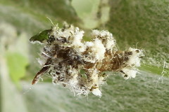 Thetidia smaragdaria