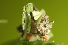 Thetidia smaragdaria