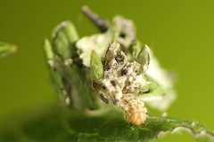 Thetidia smaragdaria