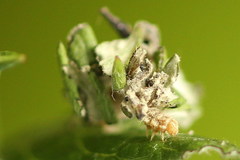 Thetidia smaragdaria