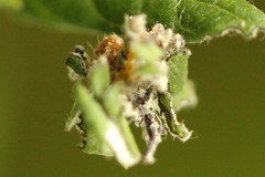 Thetidia smaragdaria